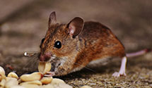24 Hour & Emergency Exterminators in Davenport, FL